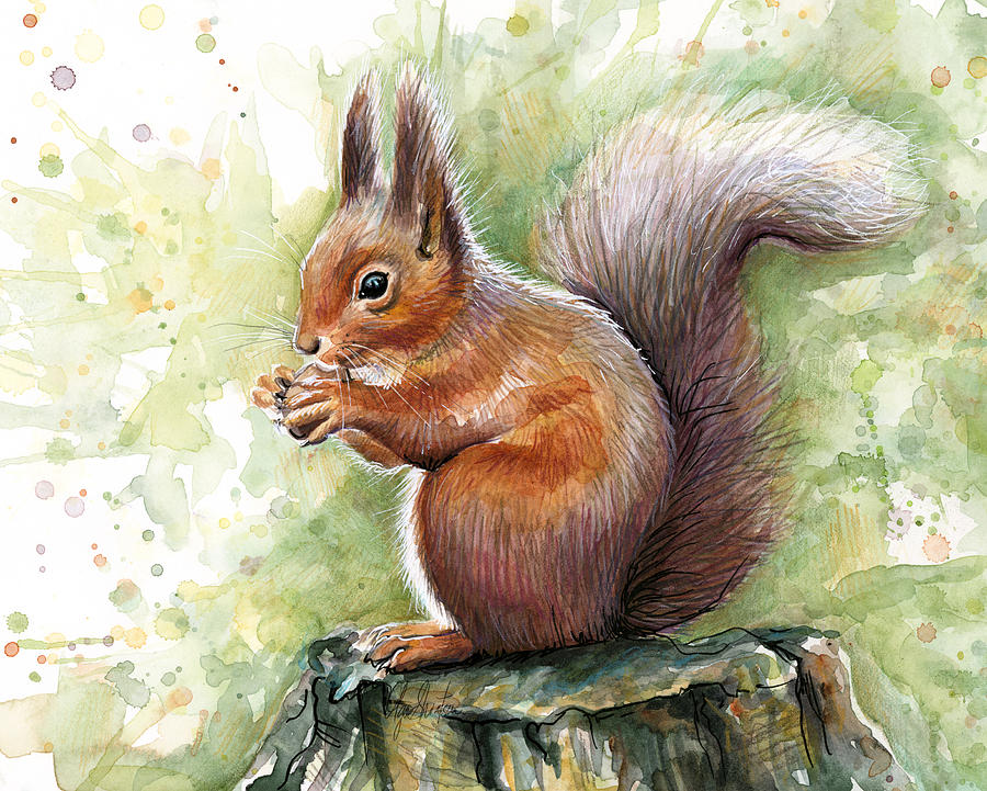 900x721 Squirrel Watercolor Art Painting By Olga Shvartsur