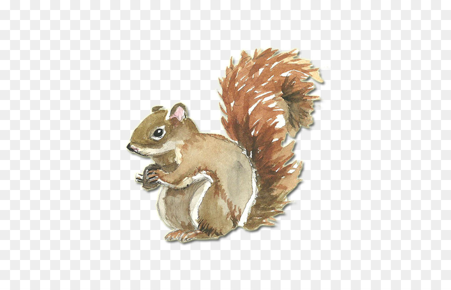 900x580 Squirrel Watercolor Painting Coreldraw Clip Art