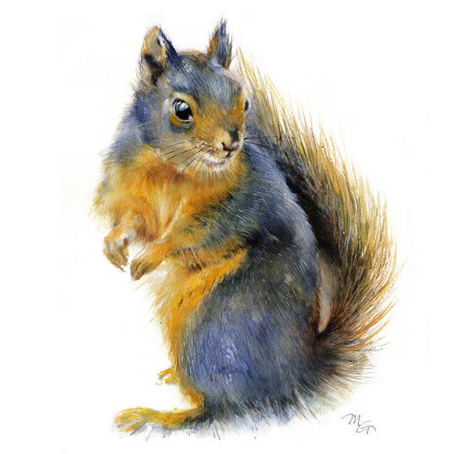 650x650 Douglas Squirrel Watercolor Print Mira Guerquin Watercolors