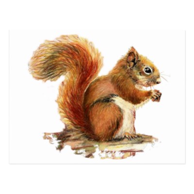 400x400 Watercolor Red Squirrel, Funny Quote Postcard