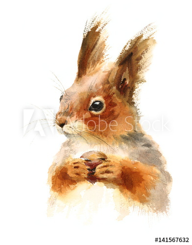392x500 Watercolor Squirrel Holding A Nut