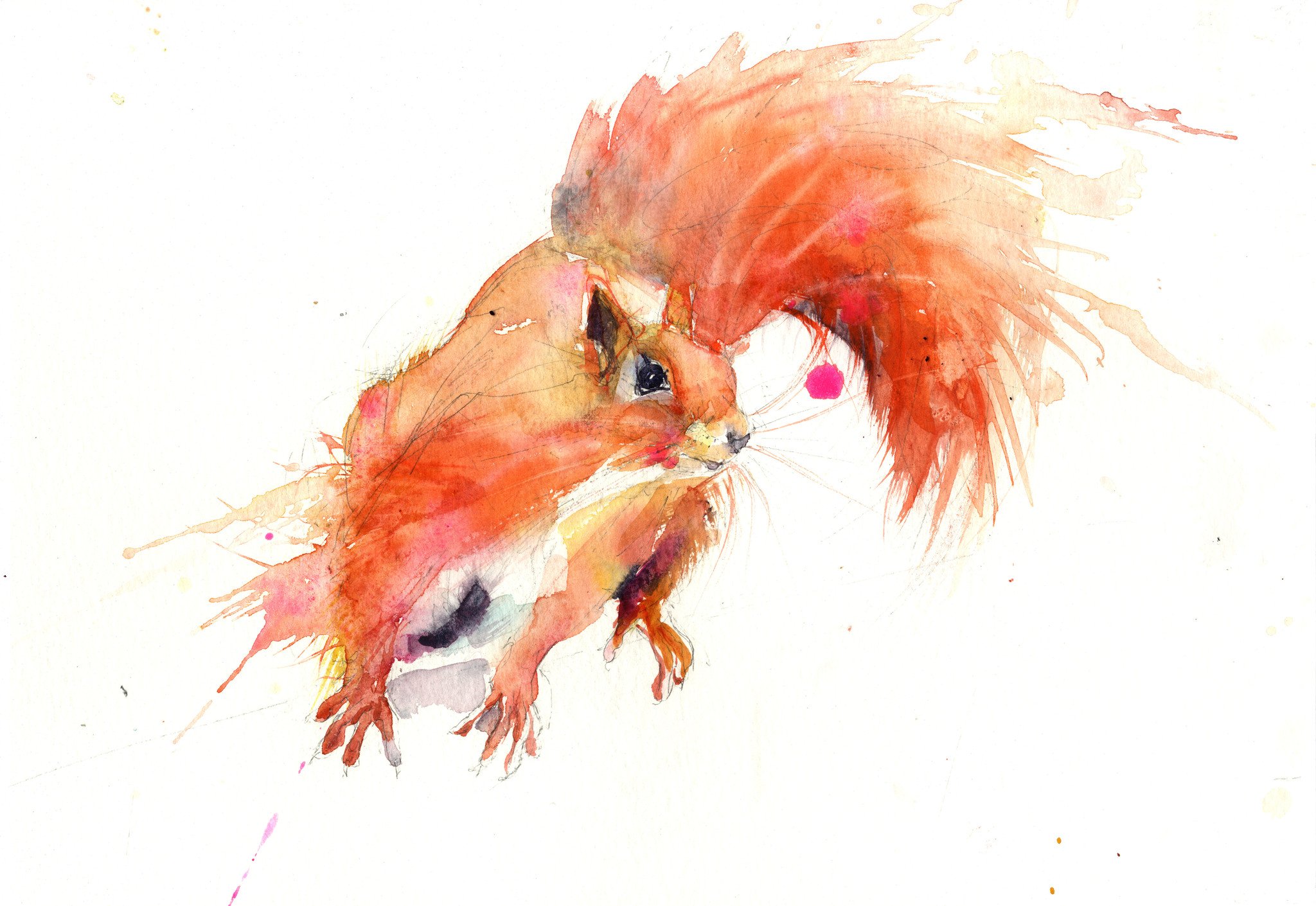 2048x1410 Limited Edition Print Of My Original Red Squirrel Watercolour
