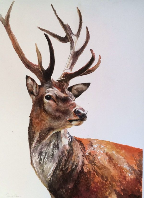 Watercolor Stag at GetDrawings | Free download