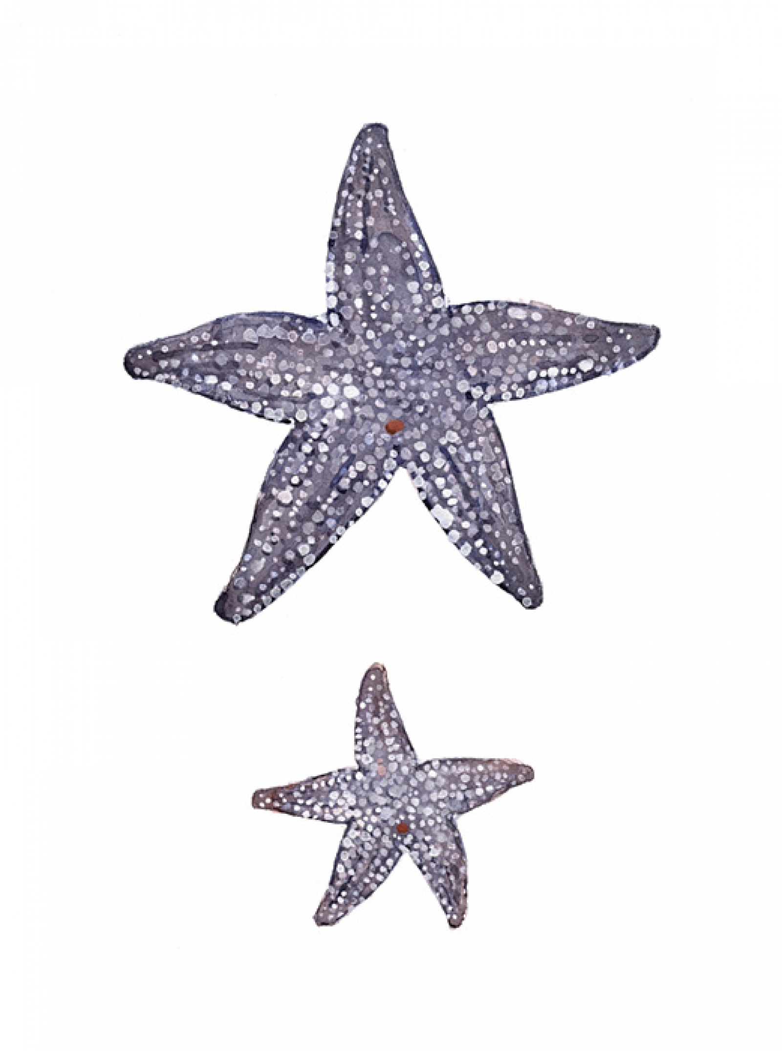 1600x2150 Purple Starfish Watercolor Print David Scheirer Watercolors