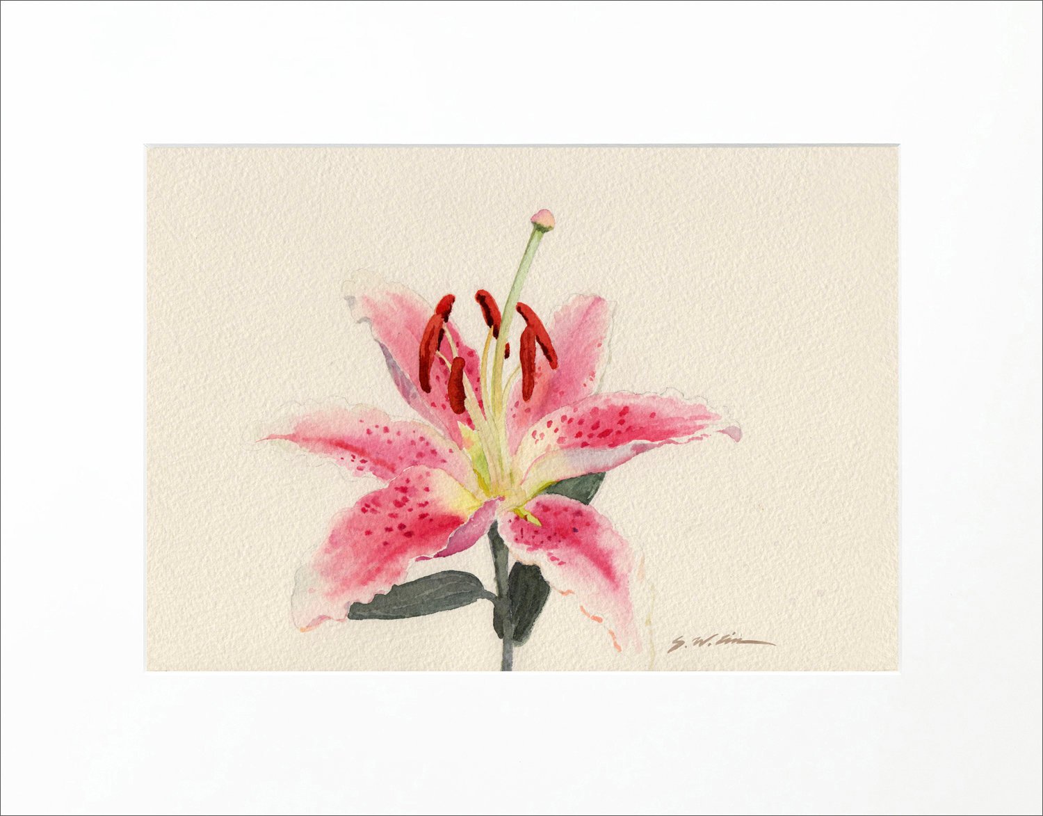 1500x1173 Stargazer Lily Giclee Print Of Watercolor Painting