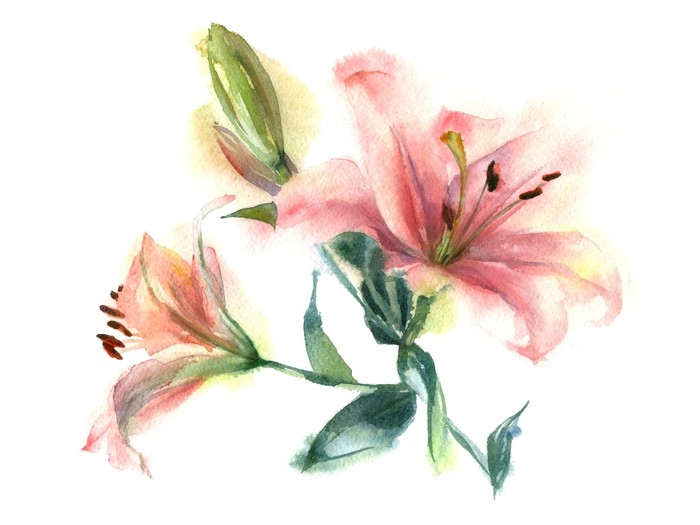 700x525 Watercolor Painting Of Flowers. Pink Lily On A White Background