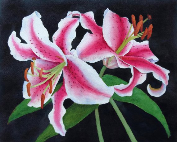 570x456 Stargazer Lilies Watercolor Lily Painting Botanical