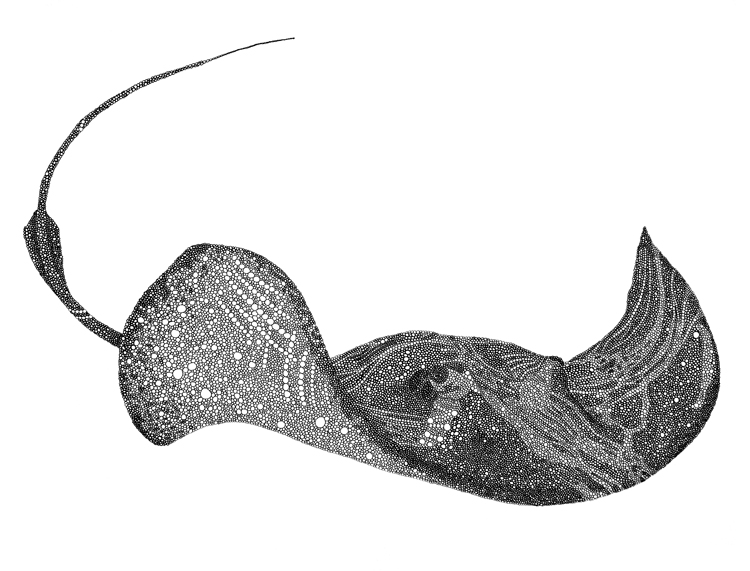 750x571 Stingray Watercolor 85586 Loadtve