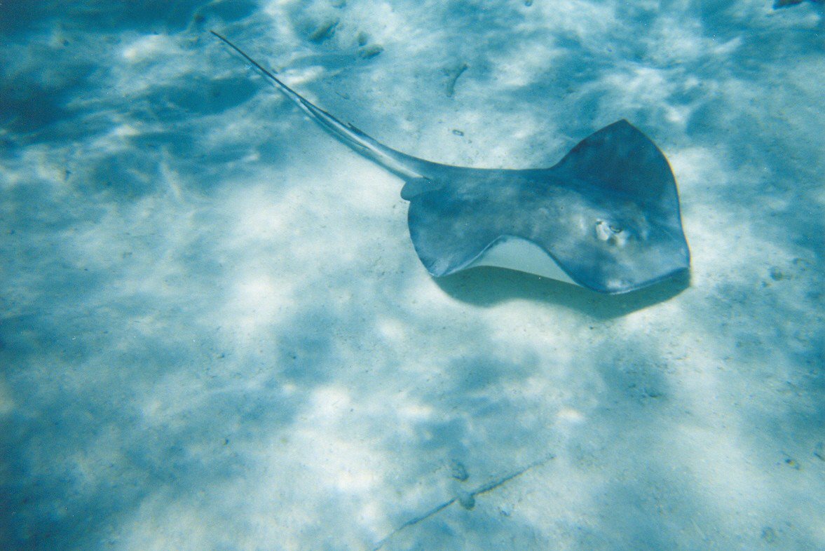 1177x786 Stingray By Animal Estocastico