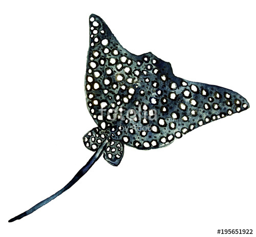500x463 White Spotted Big Watercolor Stingray. Stock Photo And Royalty