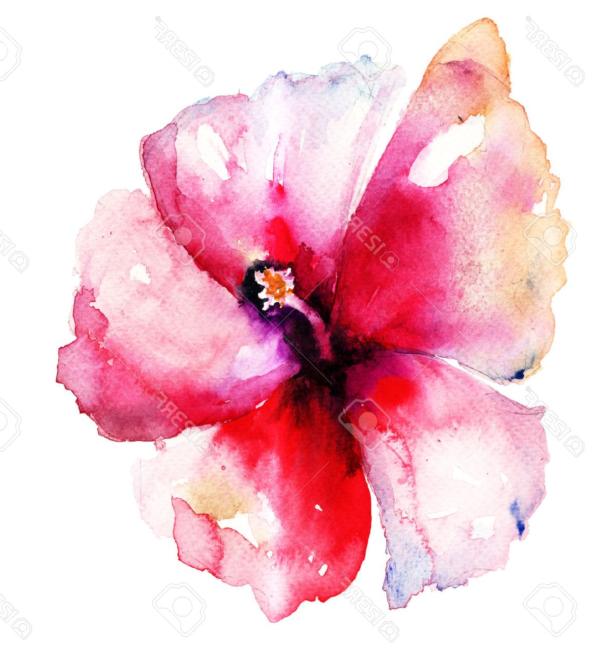 1198x1300 Hibiscus Watercolor Paintings Red Hibiscus Flower,watercolor