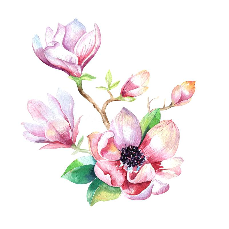 800x800 Download Painting Magnolia Flower Wallpaper Hand Drawn Watercolor