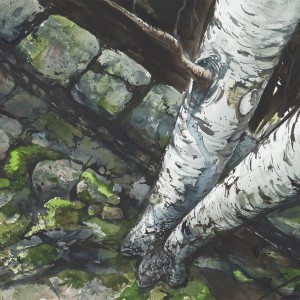 300x300 Original Art Watercolor Print Of Birches Over Stone Wall Bruce