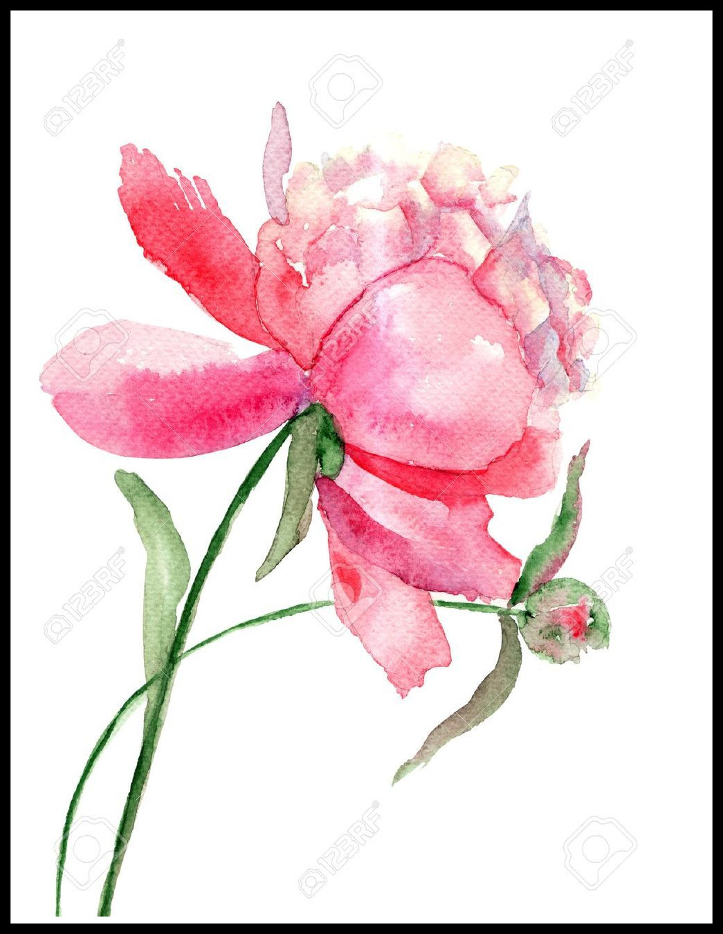 1045x1350 Amazing Peony Flower Watercolor Painting Stock Photo Of Drawing