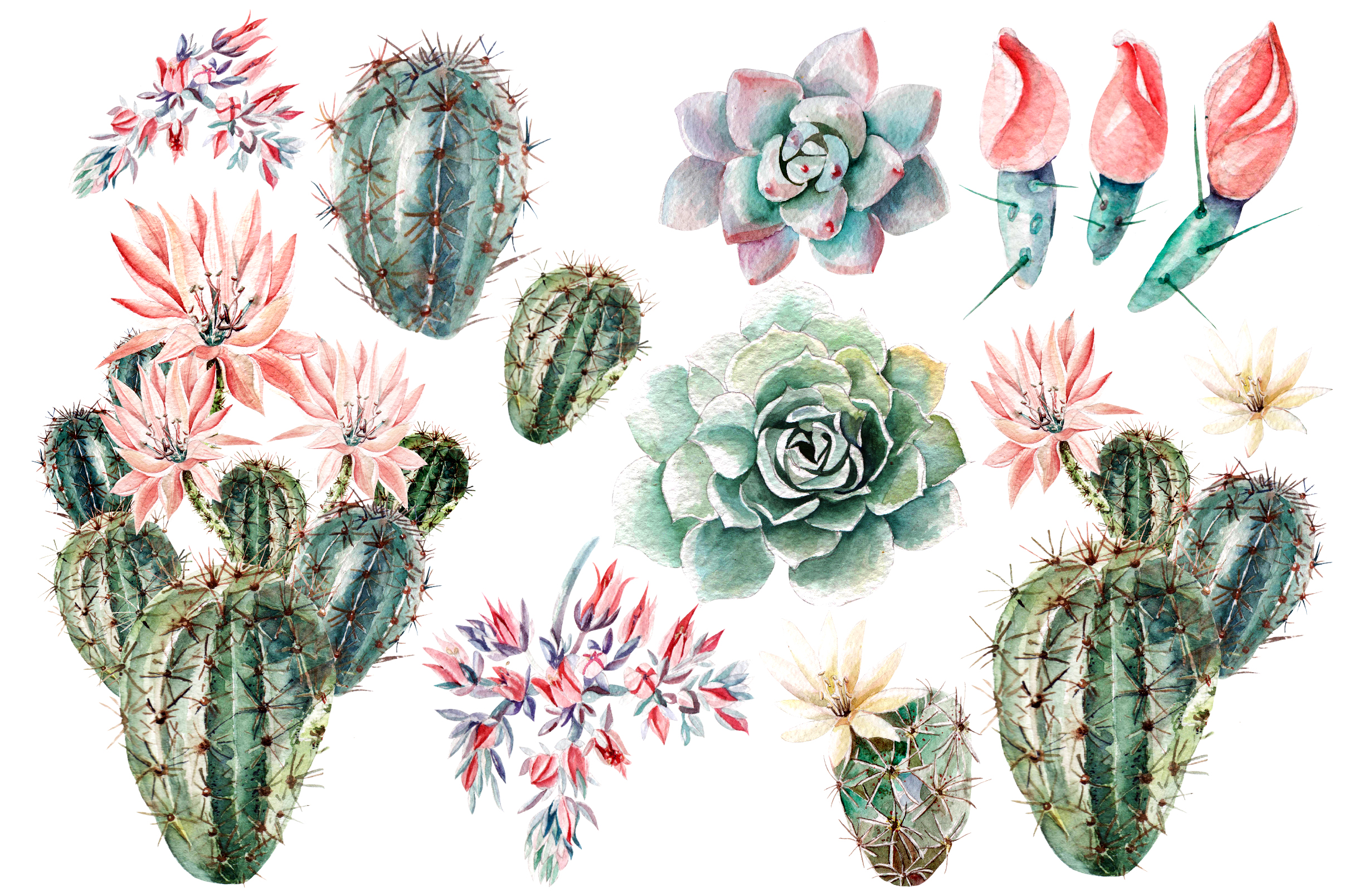 2417x1609 Watercolor Succulents Amp Cactuses