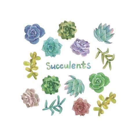 473x473 Watercolor Succulent Set Prints By Nadydy