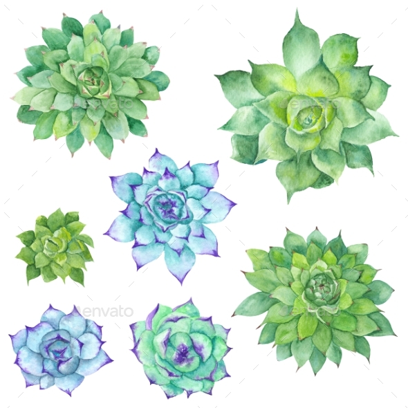 590x590 Watercolor Succulents Set By Kisika Graphicriver