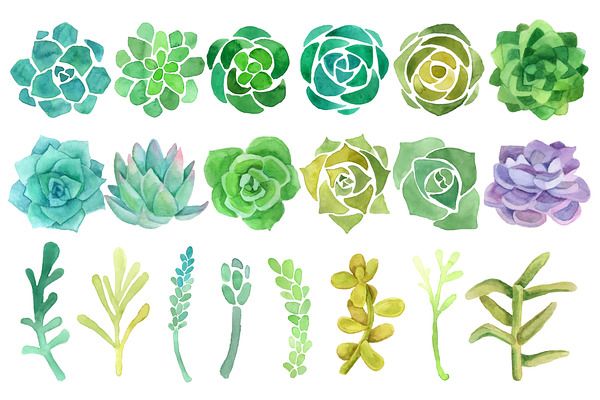 600x400 Watercolor Cactus And Succulent Set By Just Create On Creative
