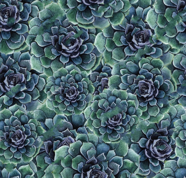 640x614 Cactus Birthday Watercolor Succulent Flowers Photography