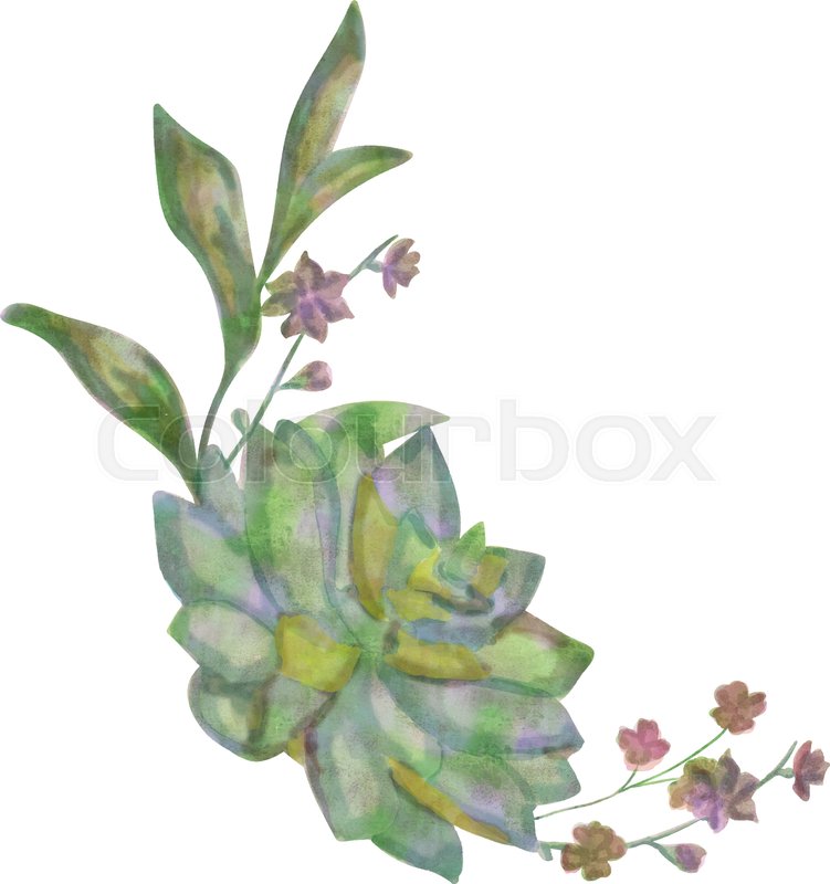 751x800 Drawn Watercolor Succulent Flower Vector Illustration. Watercolor
