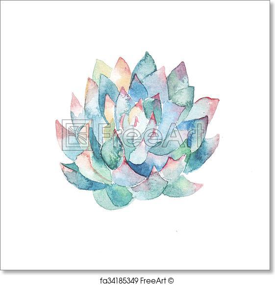 561x581 Free Art Print Of Watercolor Succulent. Hand Painted Watercolor