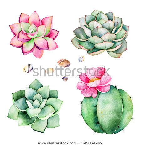 450x470 Watercolor Collection With Succulents Plants,pebble Stones,cactus