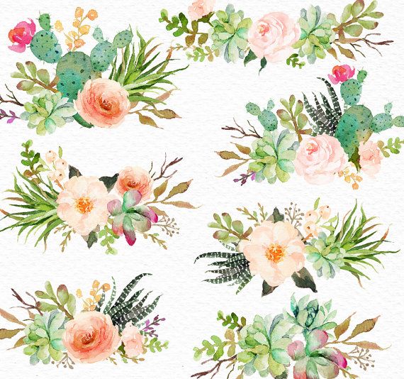 570x534 Watercolor Succulent Clip Art Pastel Succulentrustic Peach