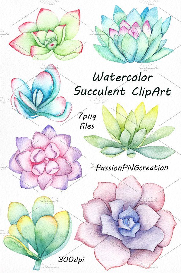 599x900 Watercolor Succulent Clipart By Passionpngcreation On