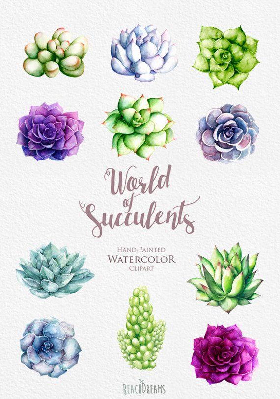 570x813 Watercolor Succulents Clipart. Hand Painted, Wedding Diy Elements