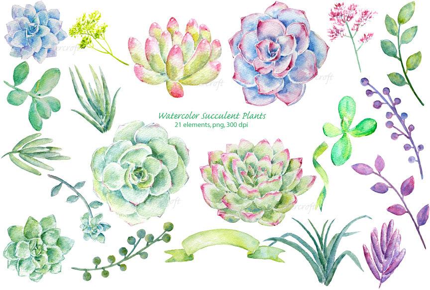 864x583 Watercolor Clipart Succulent Plant Clipart For Instant Download