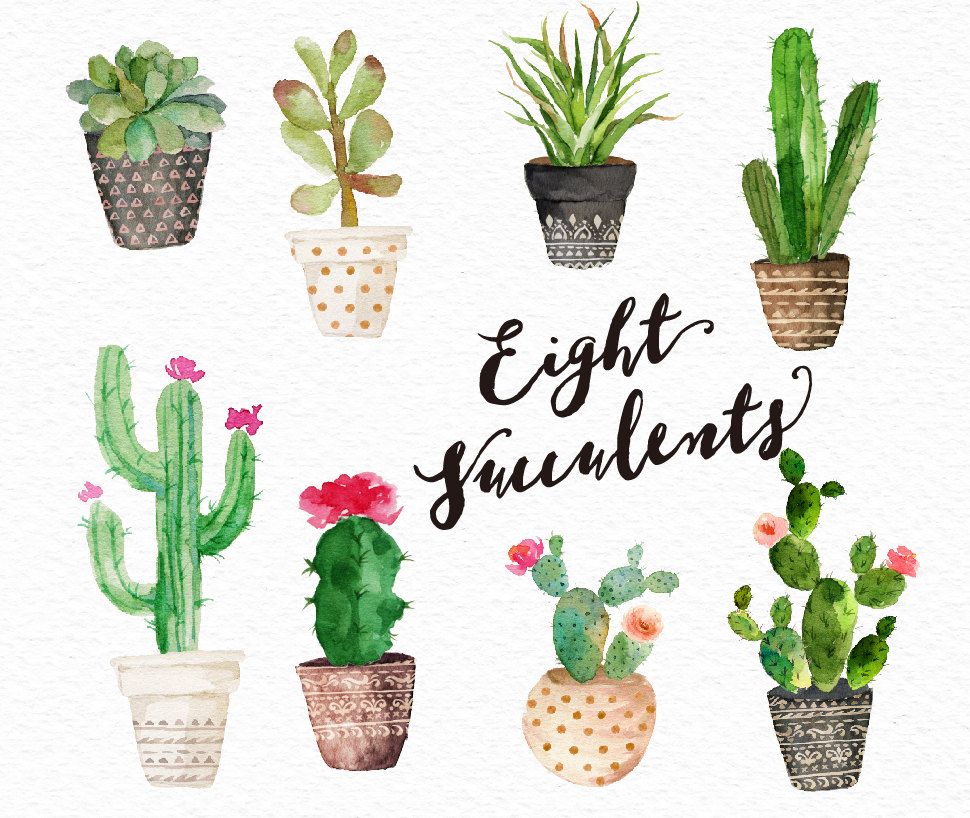 970x818 Watercolor Succulent Clip Art Collection Digital Clipart
