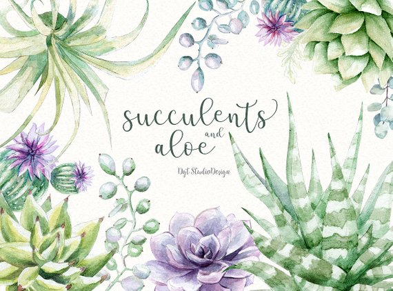 570x422 Watercolor Succulent Clipart Aloe Elements Separate Lilac Etsy