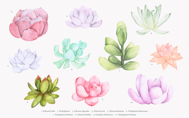 626x391 Succulent Vectors, Photos And Psd Files Free Download