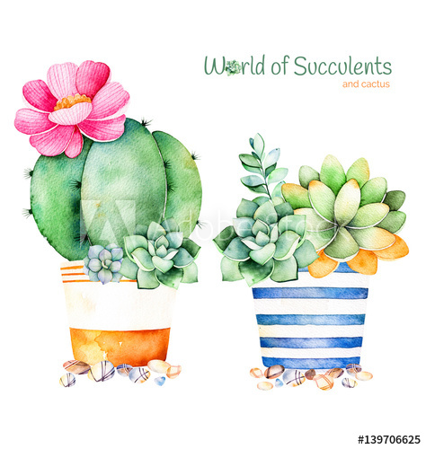 474x500 Watercolor Handpainted Succulent Plant In Pot And Pebble Stone