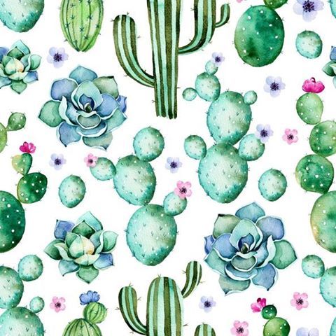 480x480 We Love This Watercolour Succulents Succulents Illustration In