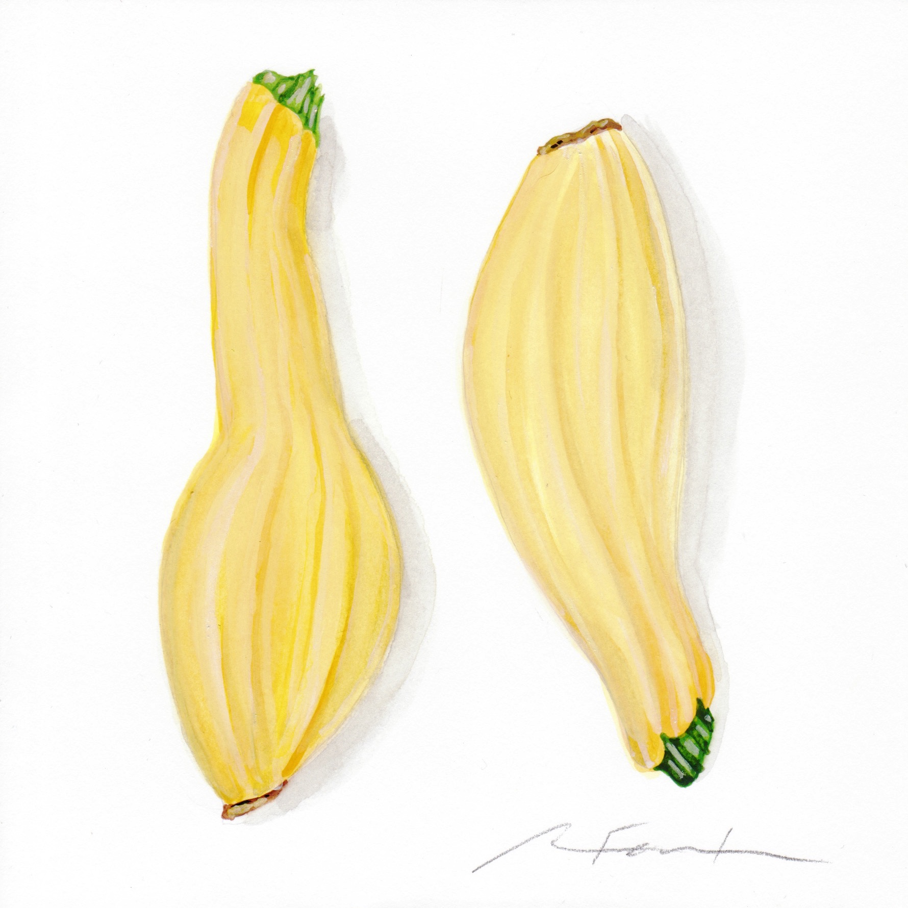 1780x1780 Summer Squash Watercolor Painting