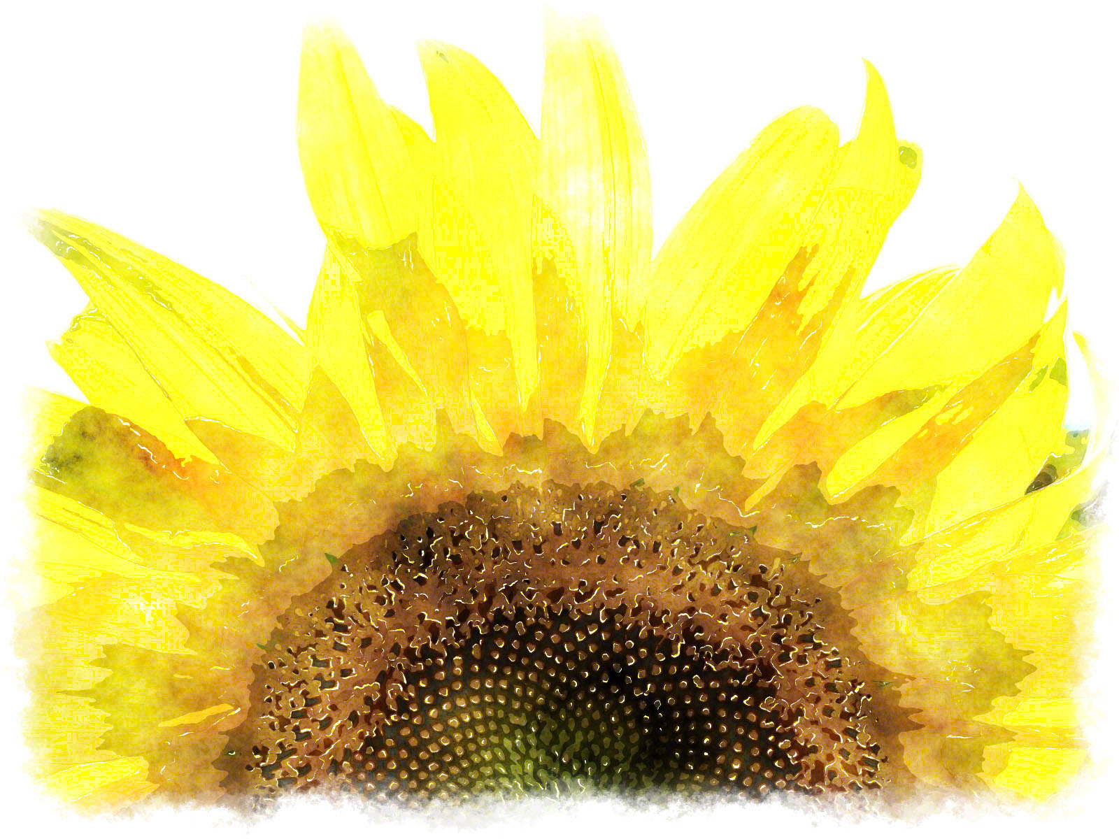 1600x1200 Watercolor Sunflower Paintings, Watercolor Sun Flower Picture