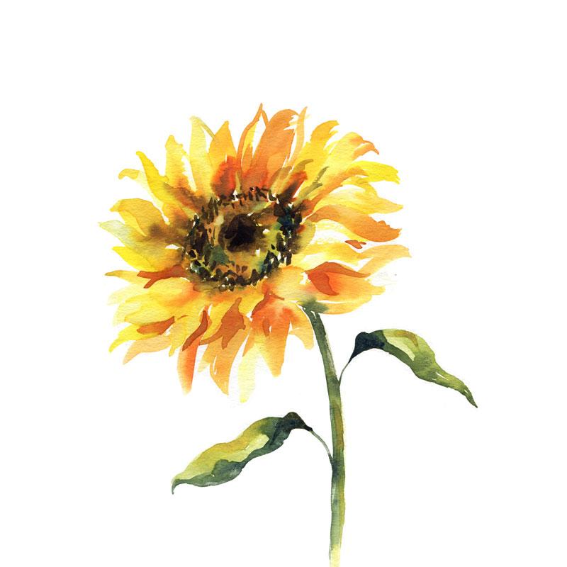 800x800 Sunflower Watercolor Paint Kit