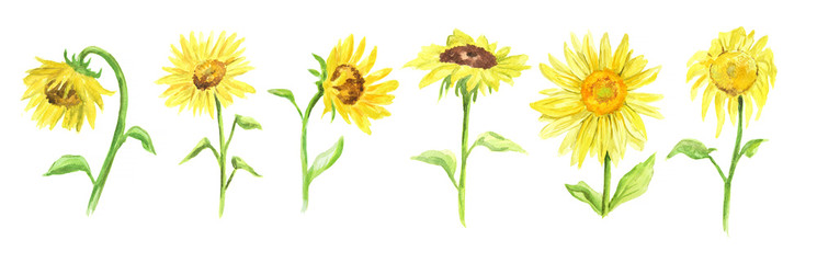 745x240 Sunflower Watercolor Photos, Royalty Free Images, Graphics