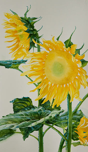 350x600 Watercolor Painting Demonstration Of Sunflowers By Richland, Wa