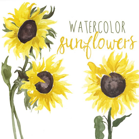 570x570 Watercolor Sunflower Clip Art Floral Summer Clipart Etsy