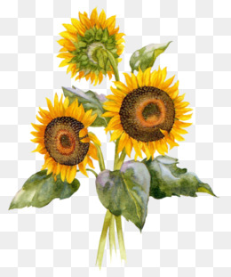 260x311 Watercolor Sunflower Png Images Vectors And Psd Files Free
