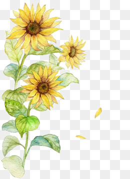 260x358 Watercolor Sunflowers Png, Vectors, Psd, And Clipart For Free