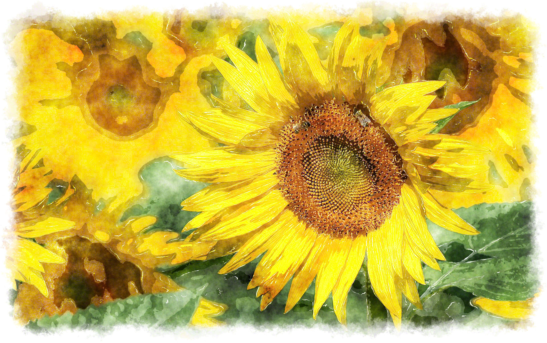 1920x1203 Watercolor Sunflower