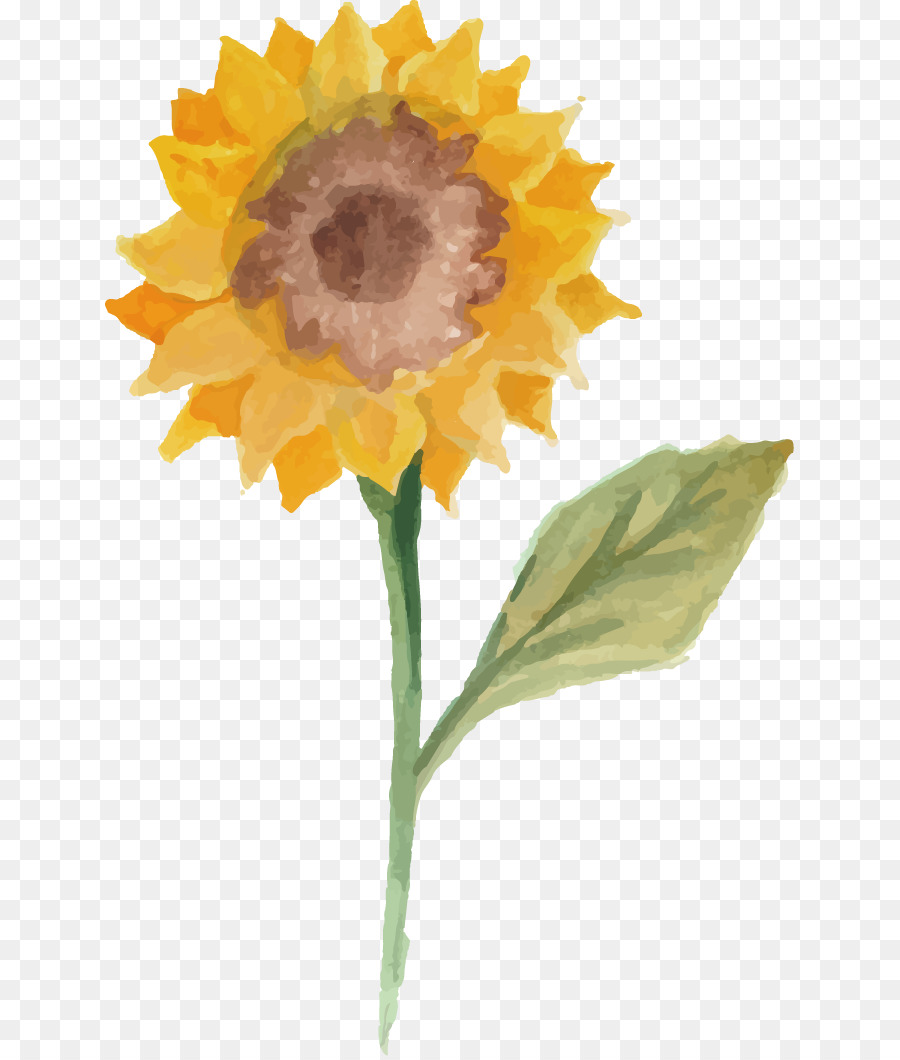 900x1060 Common Sunflower Watercolor Painting Illustration