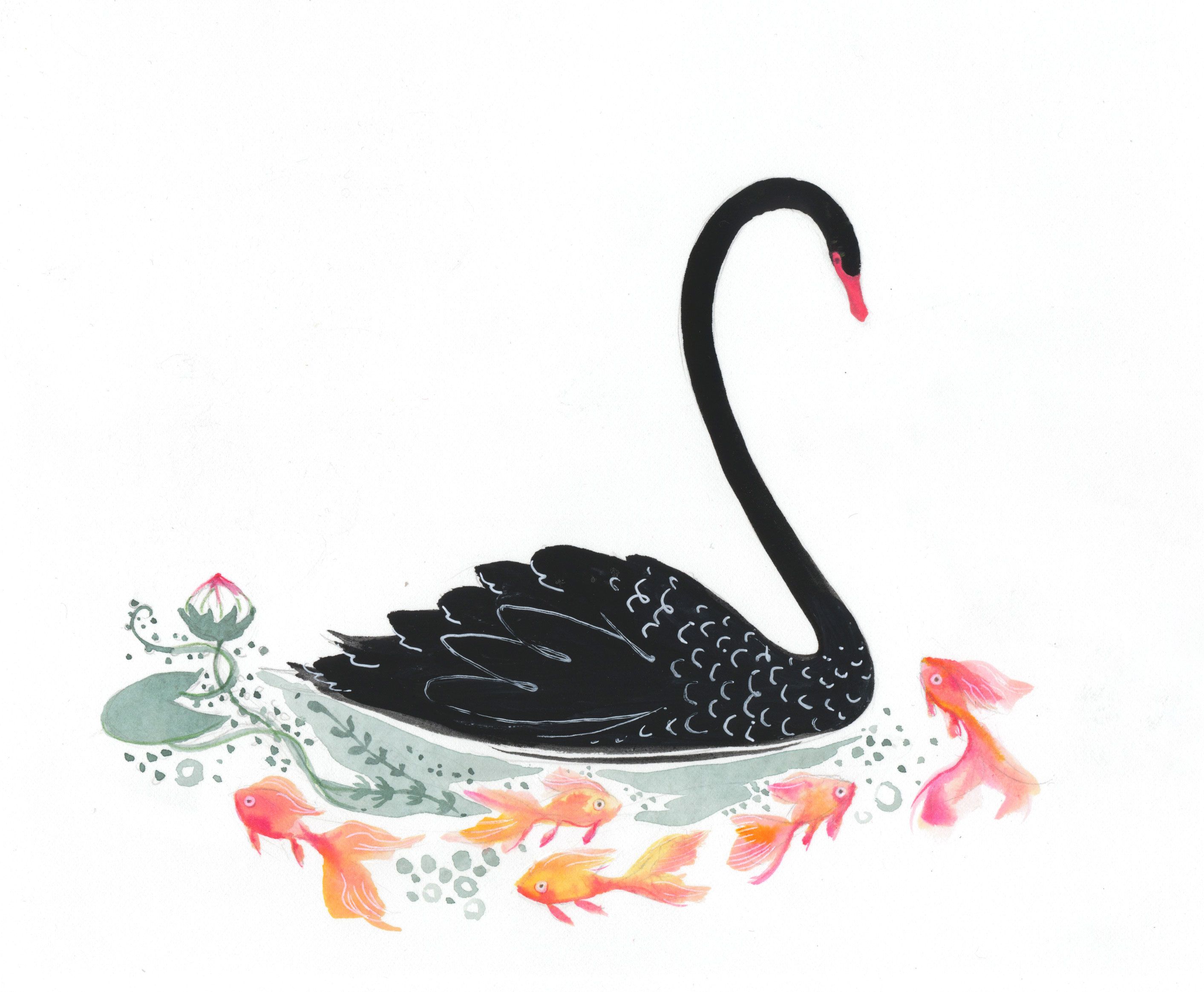 2826x2330 Black Swan With Goldfish Watercolor And Gouache