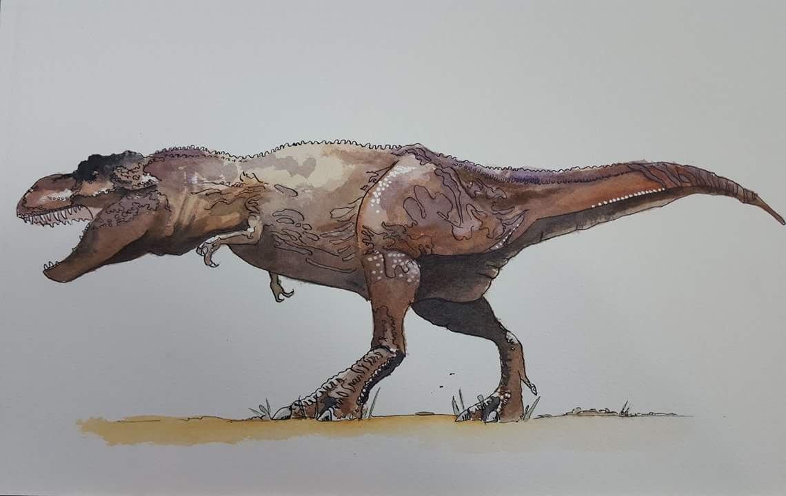 1140x720 T Rex Illustration, Pen Ink Watercolor, 9x12 On Arches Watercolor