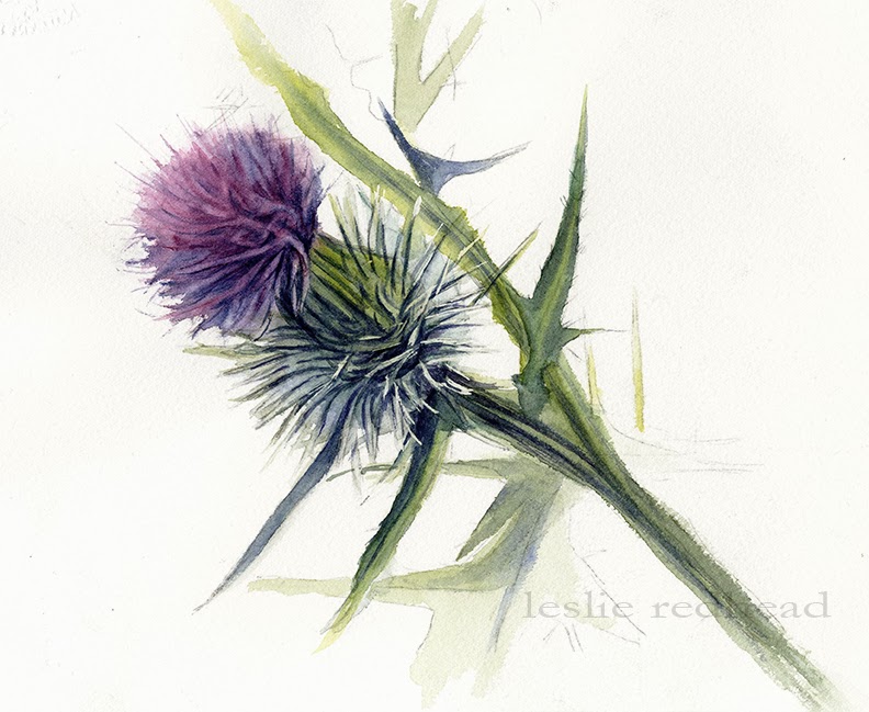 792x649 Leslie Redhead Fine Art Prickly Purple Thistle