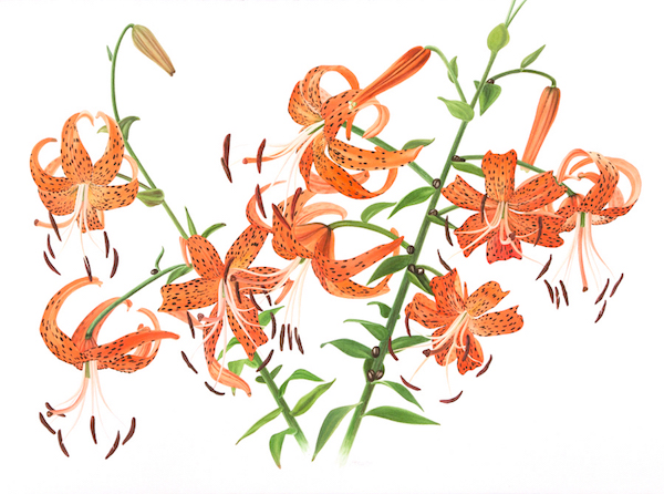 600x446 Saper Galleries Is The Source For David Herzig Floral Watercolors