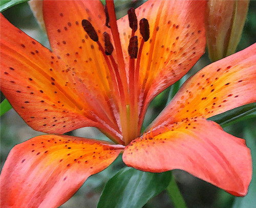 500x408 Tiger Lily Watercolor Notecard Justjax On Artfire